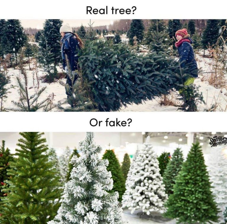 Christmas Tree Poll