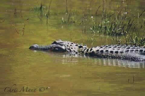 Mississippi Public Water Alligator Season Opens