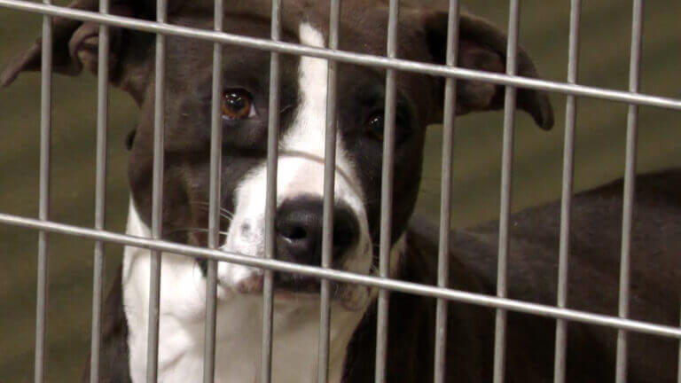 Mississippi’s ‘unusual’ lack of laws leaves abandoned pets unprotected