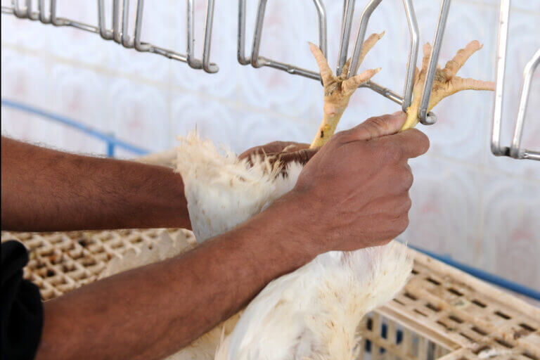 Bird flu detected in Noxubee County chickens