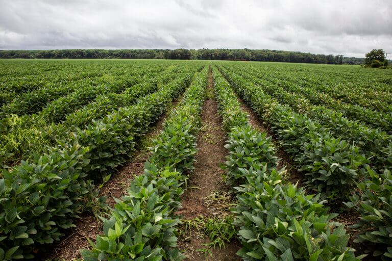 Some hope, some worries: Mississippi’s agriculture GDP is a mixed bag