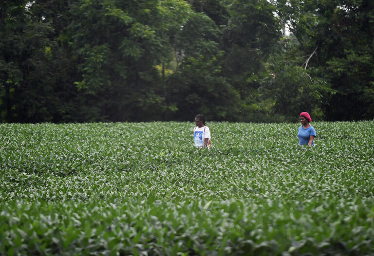 China resumes US soybean purchases under trade deal with Trump, but future for farmers remains ‘daunting’ 