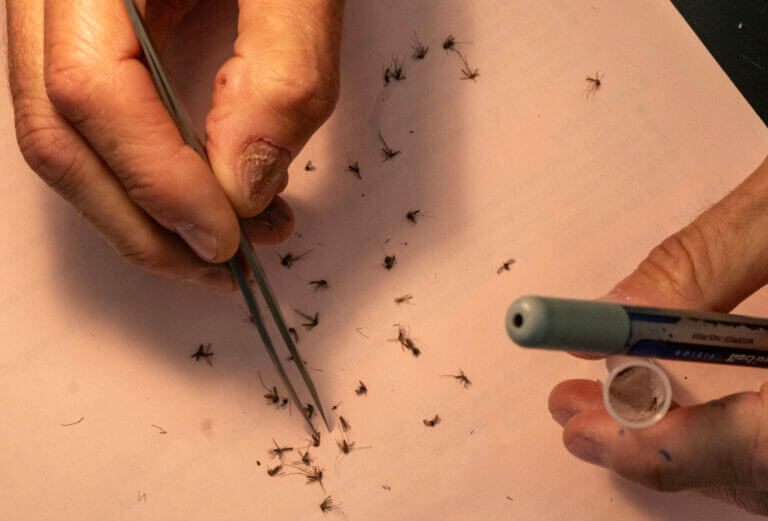 Photo gallery: Mississippi public health entomologist tests mosquitoes to monitor for West Nile virus