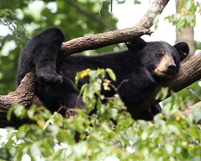 After decades of overhunting and habitat loss, black bears are slowly recolonizing the lower Mississippi River basin