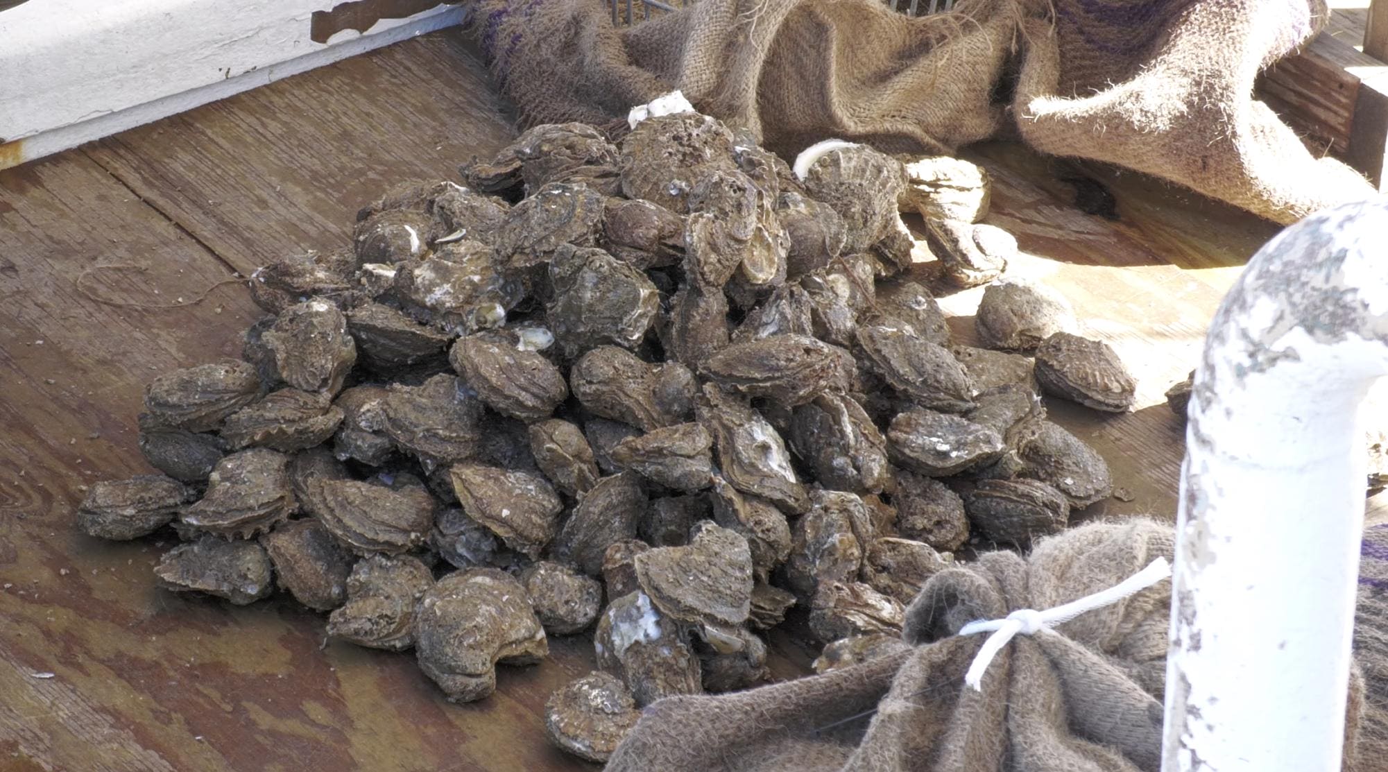 A pile of oysters sits on a wooden boat deck beside burlap sacks in Pass Christian, Miss.
